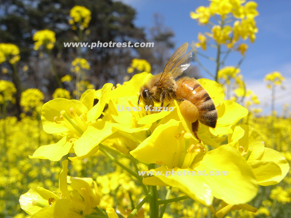 セイヨウミツバチの写真素材 写真の森 フォレスト