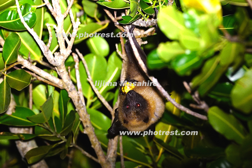 食事をするダイトウオオコウモリの写真素材 写真の森 フォレスト