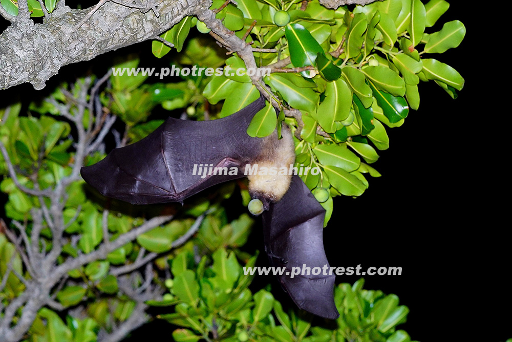 食事をするダイトウオオコウモリの写真素材 写真の森 フォレスト