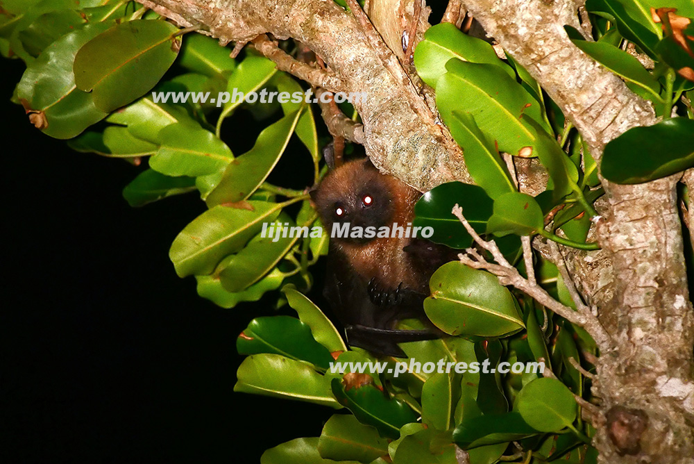 ダイトウオオコウモリの写真素材 写真の森 フォレスト