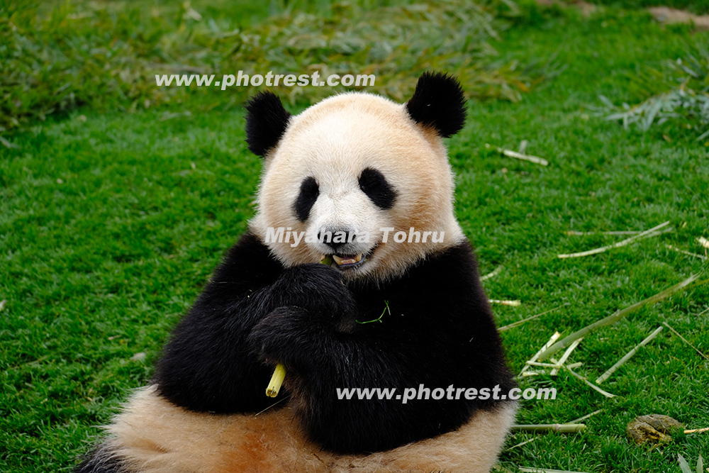 ジャイアントパンダの写真素材 写真の森 フォレスト