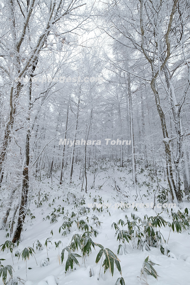 冬の森の写真素材 写真の森 フォレスト