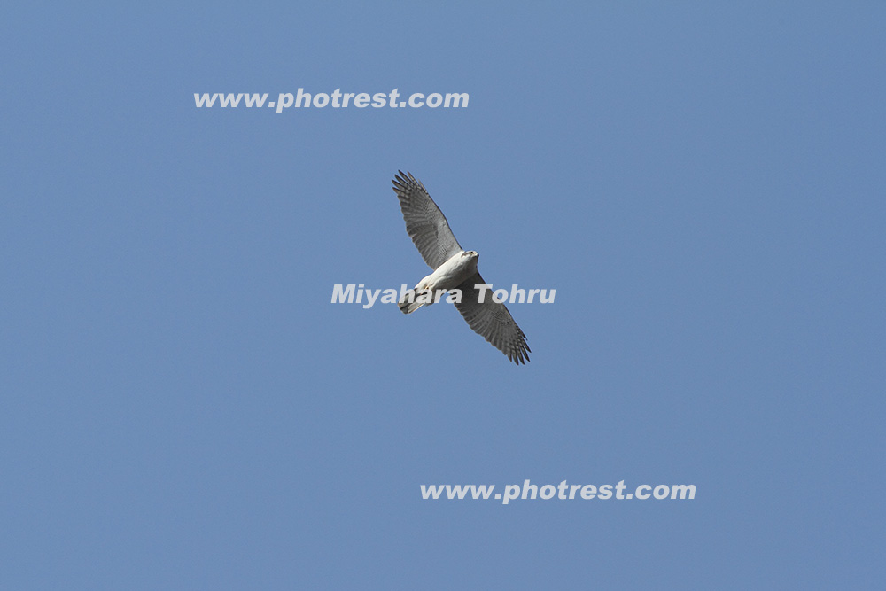飛翔するオオタカの写真素材 写真の森 フォレスト