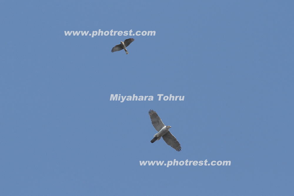 飛翔するオオタカの写真素材 写真の森 フォレスト