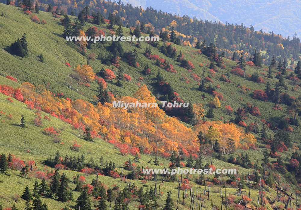 草津白根山の紅葉の写真素材 写真の森 フォレスト