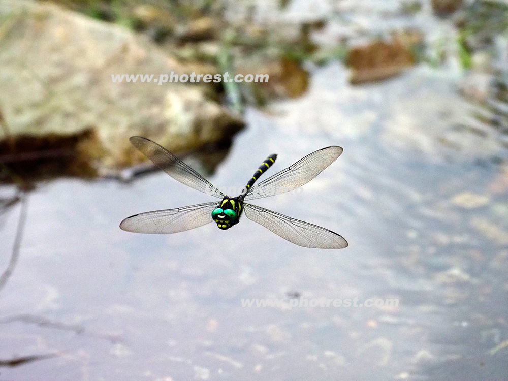 飛翔するオニヤンマの写真素材 写真の森 フォレスト