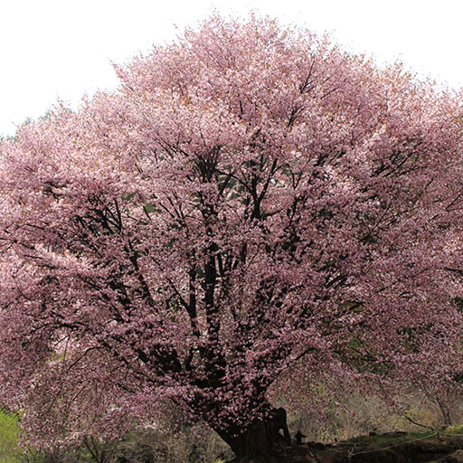 フォトブック『桜景色』