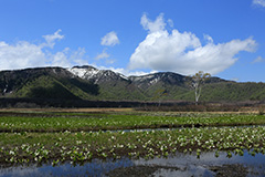 春の尾瀬ヶ原