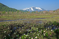 春の尾瀬ヶ原