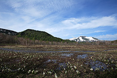 春の尾瀬ヶ原