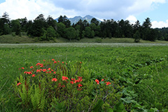 夏の尾瀬ヶ原