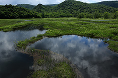 夏の尾瀬ヶ原