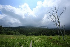 夏の尾瀬ヶ原