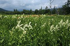 夏の尾瀬ヶ原