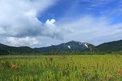 夏の尾瀬ヶ原