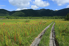 夏の尾瀬ヶ原