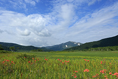 夏の尾瀬ヶ原