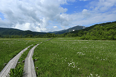 夏の尾瀬ヶ原