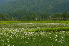 夏の尾瀬ヶ原