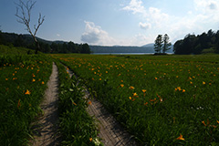 夏の尾瀬ヶ原