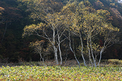 紅葉の尾瀬ヶ原