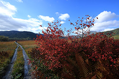 紅葉の尾瀬ヶ原