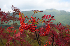 紅葉の尾瀬ヶ原