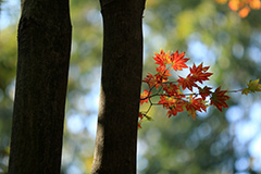 赤城自然園の紅葉