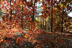 赤城自然園の紅葉