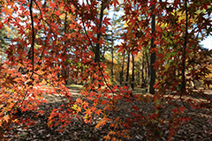 紅葉のオリジナルプリント