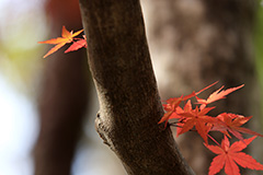 赤城自然園の紅葉