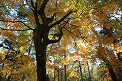 赤城自然園の紅葉