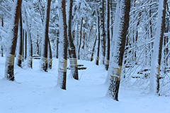 冬の雑木林