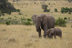 アフリカゾウの親子