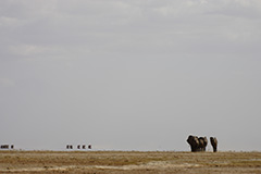 アフリカゾウの群れ