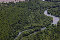 カムチャツカの森の空撮