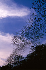 飛翔するオヒキコウモリ
