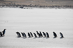イワトビペンギンの群れ