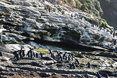 イワトビペンギンの群れ
