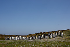 キングペンギンの群れ