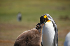 雛に給餌するキングペンギン