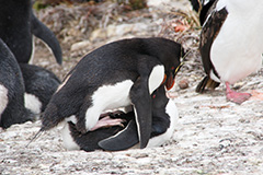 交尾をするジェンツーペンギン