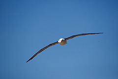 飛翔するマユグロアホウドリ