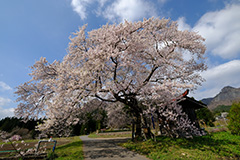 桜