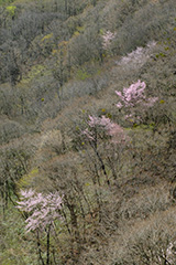 山桜