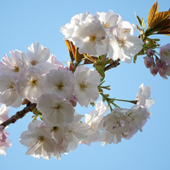 桜のフォト作品