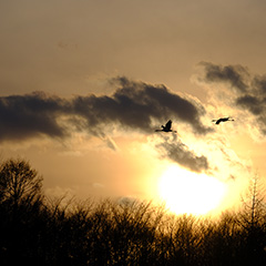 タンチョウのフォト作品