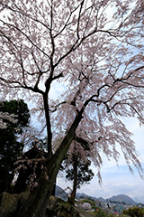 枝垂れ桜