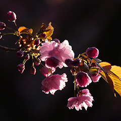 八重桜のフォト作品