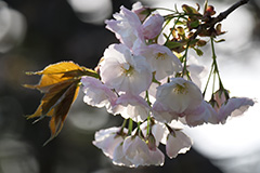 桜のオリジナルプリント